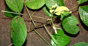  ( - BioBot00509)  @11 [ ] CreativeCommons - Attribution Non-Commercial Share-Alike (2010) Daniel H. Janzen Guanacaste Dry Forest Conservation Fund