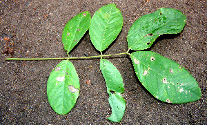  ( - BioBot00510)  @11 [ ] CreativeCommons - Attribution Non-Commercial Share-Alike (2010) Daniel H. Janzen Guanacaste Dry Forest Conservation Fund