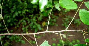  ( - BioBot00510)  @11 [ ] CreativeCommons - Attribution Non-Commercial Share-Alike (2010) Daniel H. Janzen Guanacaste Dry Forest Conservation Fund