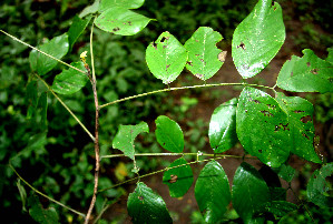  ( - BioBot00510)  @11 [ ] CreativeCommons - Attribution Non-Commercial Share-Alike (2010) Daniel H. Janzen Guanacaste Dry Forest Conservation Fund