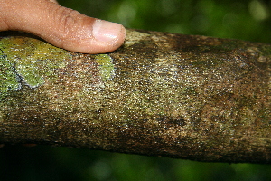  ( - BioBot00521)  @11 [ ] CreativeCommons - Attribution Non-Commercial Share-Alike (2010) Daniel H. Janzen Guanacaste Dry Forest Conservation Fund