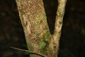  ( - BioBot00522)  @11 [ ] CreativeCommons - Attribution Non-Commercial Share-Alike (2010) Daniel H. Janzen Guanacaste Dry Forest Conservation Fund