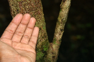  ( - BioBot00522)  @11 [ ] CreativeCommons - Attribution Non-Commercial Share-Alike (2010) Daniel H. Janzen Guanacaste Dry Forest Conservation Fund
