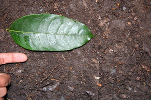  ( - BioBot00522)  @11 [ ] CreativeCommons - Attribution Non-Commercial Share-Alike (2010) Daniel H. Janzen Guanacaste Dry Forest Conservation Fund