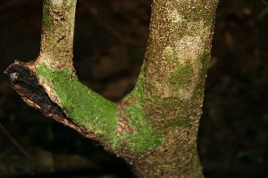  ( - BioBot00523)  @11 [ ] CreativeCommons - Attribution Non-Commercial Share-Alike (2010) Daniel H. Janzen Guanacaste Dry Forest Conservation Fund
