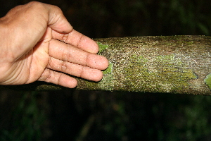  ( - BioBot00523)  @11 [ ] CreativeCommons - Attribution Non-Commercial Share-Alike (2010) Daniel H. Janzen Guanacaste Dry Forest Conservation Fund