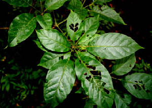 ( - BioBot00534)  @11 [ ] CreativeCommons - Attribution Non-Commercial Share-Alike (2010) Daniel H. Janzen Guanacaste Dry Forest Conservation Fund