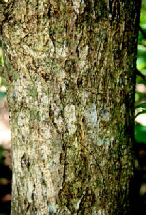  ( - BioBot00538)  @11 [ ] CreativeCommons - Attribution Non-Commercial Share-Alike (2010) Daniel H. Janzen Guanacaste Dry Forest Conservation Fund