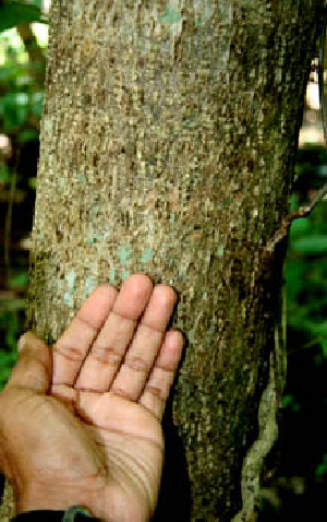  ( - BioBot00538)  @11 [ ] CreativeCommons - Attribution Non-Commercial Share-Alike (2010) Daniel H. Janzen Guanacaste Dry Forest Conservation Fund