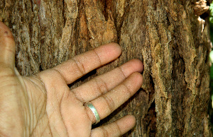  ( - BioBot00540)  @11 [ ] CreativeCommons - Attribution Non-Commercial Share-Alike (2010) Daniel H. Janzen Guanacaste Dry Forest Conservation Fund