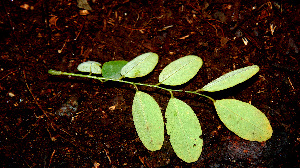  ( - BioBot00540)  @11 [ ] CreativeCommons - Attribution Non-Commercial Share-Alike (2010) Daniel H. Janzen Guanacaste Dry Forest Conservation Fund