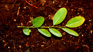  ( - BioBot00540)  @11 [ ] CreativeCommons - Attribution Non-Commercial Share-Alike (2010) Daniel H. Janzen Guanacaste Dry Forest Conservation Fund