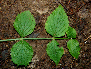  ( - BioBot00550)  @11 [ ] CreativeCommons - Attribution Non-Commercial Share-Alike (2010) Daniel H. Janzen Guanacaste Dry Forest Conservation Fund