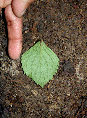  (Russelia sarmentosa - BioBot00550)  @11 [ ] CreativeCommons - Attribution Non-Commercial Share-Alike (2010) Daniel H. Janzen Guanacaste Dry Forest Conservation Fund