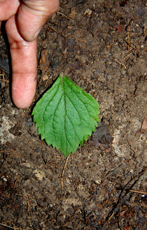  ( - BioBot00550)  @11 [ ] CreativeCommons - Attribution Non-Commercial Share-Alike (2010) Daniel H. Janzen Guanacaste Dry Forest Conservation Fund