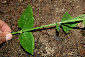  ( - BioBot00551)  @11 [ ] CreativeCommons - Attribution Non-Commercial Share-Alike (2010) Daniel H. Janzen Guanacaste Dry Forest Conservation Fund