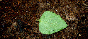  ( - BioBot00551)  @11 [ ] CreativeCommons - Attribution Non-Commercial Share-Alike (2010) Daniel H. Janzen Guanacaste Dry Forest Conservation Fund