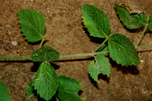  ( - BioBot00552)  @11 [ ] CreativeCommons - Attribution Non-Commercial Share-Alike (2010) Daniel H. Janzen Guanacaste Dry Forest Conservation Fund