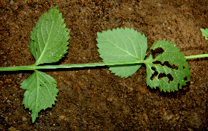  ( - BioBot00552)  @11 [ ] CreativeCommons - Attribution Non-Commercial Share-Alike (2010) Daniel H. Janzen Guanacaste Dry Forest Conservation Fund