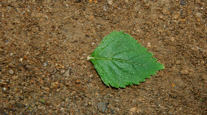  ( - BioBot00552)  @11 [ ] CreativeCommons - Attribution Non-Commercial Share-Alike (2010) Daniel H. Janzen Guanacaste Dry Forest Conservation Fund