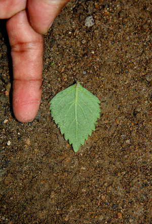  ( - BioBot00552)  @11 [ ] CreativeCommons - Attribution Non-Commercial Share-Alike (2010) Daniel H. Janzen Guanacaste Dry Forest Conservation Fund