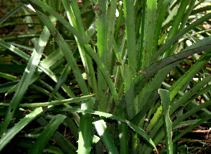  (Bromelia - BioBot00556)  @11 [ ] CreativeCommons - Attribution Non-Commercial Share-Alike (2010) Daniel H. Janzen Guanacaste Dry Forest Conservation Fund