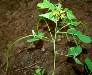  ( - BioBot00567)  @11 [ ] CreativeCommons - Attribution Non-Commercial Share-Alike (2010) Daniel H. Janzen Guanacaste Dry Forest Conservation Fund