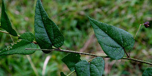  ( - BioBot00570)  @11 [ ] CreativeCommons - Attribution Non-Commercial Share-Alike (2010) Daniel H. Janzen Guanacaste Dry Forest Conservation Fund