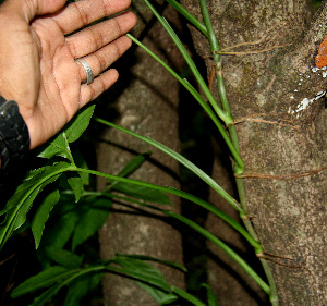  ( - BioBot00574)  @11 [ ] CreativeCommons - Attribution Non-Commercial Share-Alike (2010) Daniel H. Janzen Guanacaste Dry Forest Conservation Fund