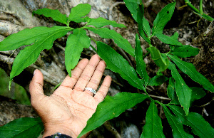  ( - BioBot00575)  @11 [ ] CreativeCommons - Attribution Non-Commercial Share-Alike (2010) Daniel H. Janzen Guanacaste Dry Forest Conservation Fund