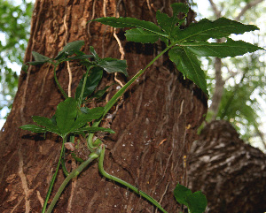  ( - BioBot00576)  @11 [ ] CreativeCommons - Attribution Non-Commercial Share-Alike (2010) Daniel H. Janzen Guanacaste Dry Forest Conservation Fund