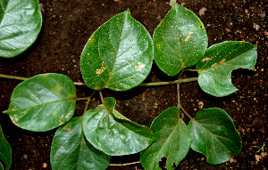  (Cydista aequinoctialis - BioBot00589)  @11 [ ] CreativeCommons - Attribution Non-Commercial Share-Alike (2010) Daniel H. Janzen Guanacaste Dry Forest Conservation Fund