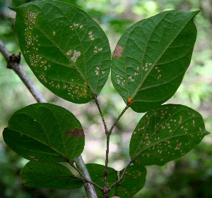  ( - BioBot00590)  @11 [ ] CreativeCommons - Attribution Non-Commercial Share-Alike (2010) Daniel H. Janzen Guanacaste Dry Forest Conservation Fund