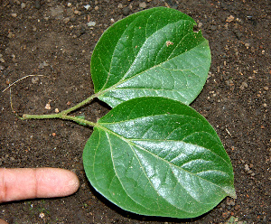  ( - BioBot00590)  @11 [ ] CreativeCommons - Attribution Non-Commercial Share-Alike (2010) Daniel H. Janzen Guanacaste Dry Forest Conservation Fund