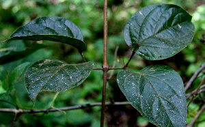  ( - BioBot00591)  @11 [ ] CreativeCommons - Attribution Non-Commercial Share-Alike (2010) Daniel H. Janzen Guanacaste Dry Forest Conservation Fund