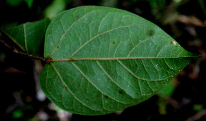  ( - BioBot00591)  @11 [ ] CreativeCommons - Attribution Non-Commercial Share-Alike (2010) Daniel H. Janzen Guanacaste Dry Forest Conservation Fund