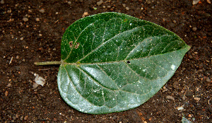  ( - BioBot00591)  @11 [ ] CreativeCommons - Attribution Non-Commercial Share-Alike (2010) Daniel H. Janzen Guanacaste Dry Forest Conservation Fund