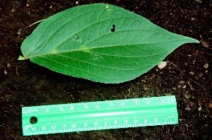  ( - BioBot00592)  @11 [ ] CreativeCommons - Attribution Non-Commercial Share-Alike (2010) Daniel H. Janzen Guanacaste Dry Forest Conservation Fund