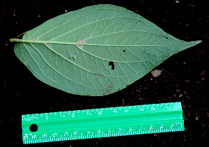  ( - BioBot00592)  @11 [ ] CreativeCommons - Attribution Non-Commercial Share-Alike (2010) Daniel H. Janzen Guanacaste Dry Forest Conservation Fund