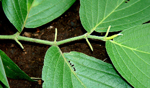  ( - BioBot00592)  @11 [ ] CreativeCommons - Attribution Non-Commercial Share-Alike (2010) Daniel H. Janzen Guanacaste Dry Forest Conservation Fund