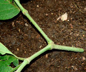  ( - BioBot00592)  @11 [ ] CreativeCommons - Attribution Non-Commercial Share-Alike (2010) Daniel H. Janzen Guanacaste Dry Forest Conservation Fund