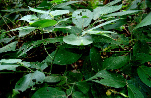  ( - BioBot00594)  @11 [ ] CreativeCommons - Attribution Non-Commercial Share-Alike (2010) Daniel H. Janzen Guanacaste Dry Forest Conservation Fund