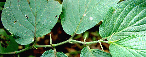  ( - BioBot00594)  @11 [ ] CreativeCommons - Attribution Non-Commercial Share-Alike (2010) Daniel H. Janzen Guanacaste Dry Forest Conservation Fund