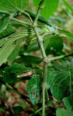  ( - BioBot00594)  @11 [ ] CreativeCommons - Attribution Non-Commercial Share-Alike (2010) Daniel H. Janzen Guanacaste Dry Forest Conservation Fund