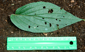  ( - BioBot00594)  @11 [ ] CreativeCommons - Attribution Non-Commercial Share-Alike (2010) Daniel H. Janzen Guanacaste Dry Forest Conservation Fund