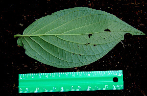  ( - BioBot00594)  @11 [ ] CreativeCommons - Attribution Non-Commercial Share-Alike (2010) Daniel H. Janzen Guanacaste Dry Forest Conservation Fund