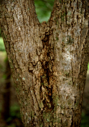  ( - BioBot00600)  @11 [ ] CreativeCommons - Attribution Non-Commercial Share-Alike (2010) Daniel H. Janzen Guanacaste Dry Forest Conservation Fund