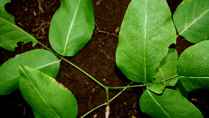  ( - BioBot00600)  @11 [ ] CreativeCommons - Attribution Non-Commercial Share-Alike (2010) Daniel H. Janzen Guanacaste Dry Forest Conservation Fund