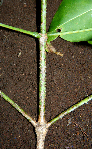  ( - BioBot00600)  @11 [ ] CreativeCommons - Attribution Non-Commercial Share-Alike (2010) Daniel H. Janzen Guanacaste Dry Forest Conservation Fund