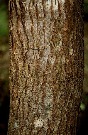  ( - BioBot00602)  @11 [ ] CreativeCommons - Attribution Non-Commercial Share-Alike (2010) Daniel H. Janzen Guanacaste Dry Forest Conservation Fund